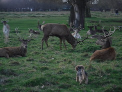 P2019DSCF2264	Deer in Bushy Park.