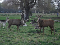 P2019DSCF2266	Deer in Bushy Park.