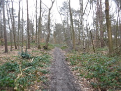 P2019DSCF2592	The path through Bishop's Wood Country Park.