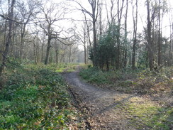 P2019DSCF2666	A path heading southeastwards through Oxhey Woods.