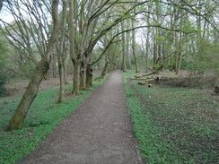 P2019DSCF2793	A path through Moat Mount Open Space.