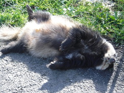 P2019DSCF2880	A dead badger by the road.