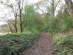 P2019DSCF3811	The ascent through Billinge Forest.