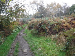 P2019DSCF3821	The ascent through Billinge Forest.