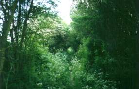N17	Looking towards Great Chesterford from the footpath leading to the M11 overbridge. This was just the start of a long stretch of overgrown walking.