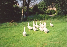 Q12	Birds on the green in Beyton.