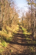 Y08	Looking up along the Icknield Way track near Deacon Hill.