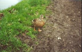 Z25	A duck on the canal towpath.