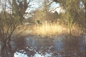 Z31	In the woods near Martlesham Creek.