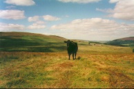 ZZ15	A friendly cow. In the distance to the north is Whitlow Farm. Unfortunately due to rather copious amounts of alcohol inbibed earlier I had to have a lie down.