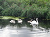 A swan in the Engine Basin.