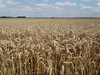 Corn beside the path.