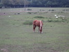 A horse in a paddock beside the track.