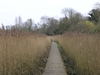 The path through the reed beds near Wilford Bridge.