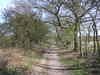 The path through Greyfriar's Wood.