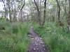 The path heading north towards Ardleish Bothy.