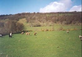 AR30	Cows in a field in Glen Conwith.
