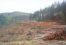AS10	Felled trees stacked up by the forestry track.