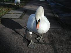 P2002B140020	A friendly swan in Mistley. 