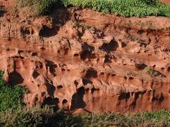 P20031100092	A close-up view of the Old Red Sandstone cliffs. 