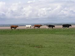 P20035112602	Cows walking along the route of Hadrian's Wall.