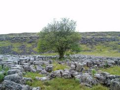 P20049041671	A tree  on limestone pavement.