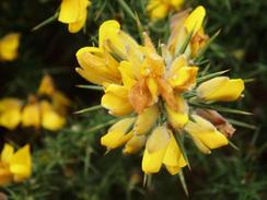 P20051013512	Gorse in flower beside the towpath.