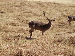 P20053124838	Deer near Old John Tower.