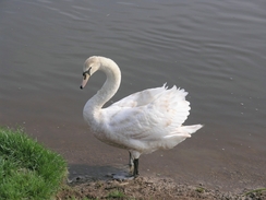 P20064222221	A swan near Burton Joyce.