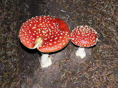 P20069244695	Toadstools in the woodland.