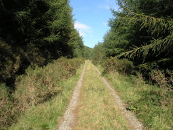 P20069254835	The path through the woodland.