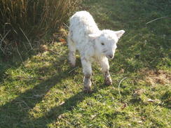 P20074070004	A new-born lamb.