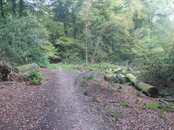 P2007A089377	The path through Squabb Wood.