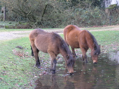 P2007C041717	Ponies in Burley.