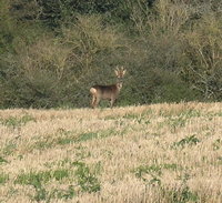 P2008A095396	A deer near Deverel Down.