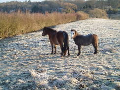 P20092070012	Two New Forest ponies.