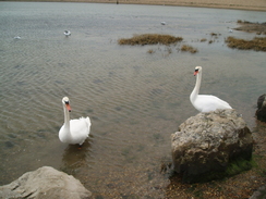 P20093090053	Swans.