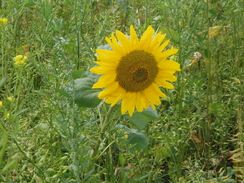 P20099110092	A sunflower.