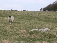 P20101010040	A sarsen stone and a sheep.