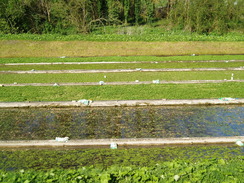 P20105040004	Watercress beds in Ludwell.