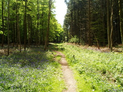 P20105040055	The path through Ashmore Wood.