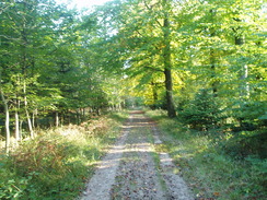 P2010A250042	The path leading eastwards through Clarendon Forest.