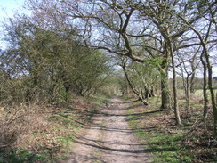 P20114074250	The path through Greyfriar's Wood.
