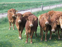 P20114184829	Curious cows.