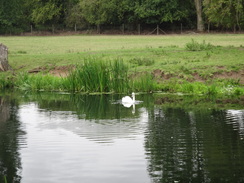 P2011DSC01352	A swan on the Nene.