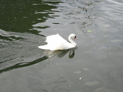 P2011DSC01983	A swan on the Great Ouse.