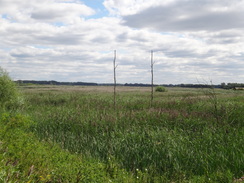 P2011DSC02079	Norfolk Fen.