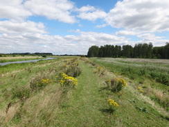 P2011DSC02106	Heading east along the floodbank of the Little Ouse.