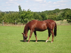 P2011DSC02710	A horse in a paddock.