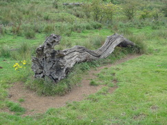 P2011DSC03073	An old tree trunk.